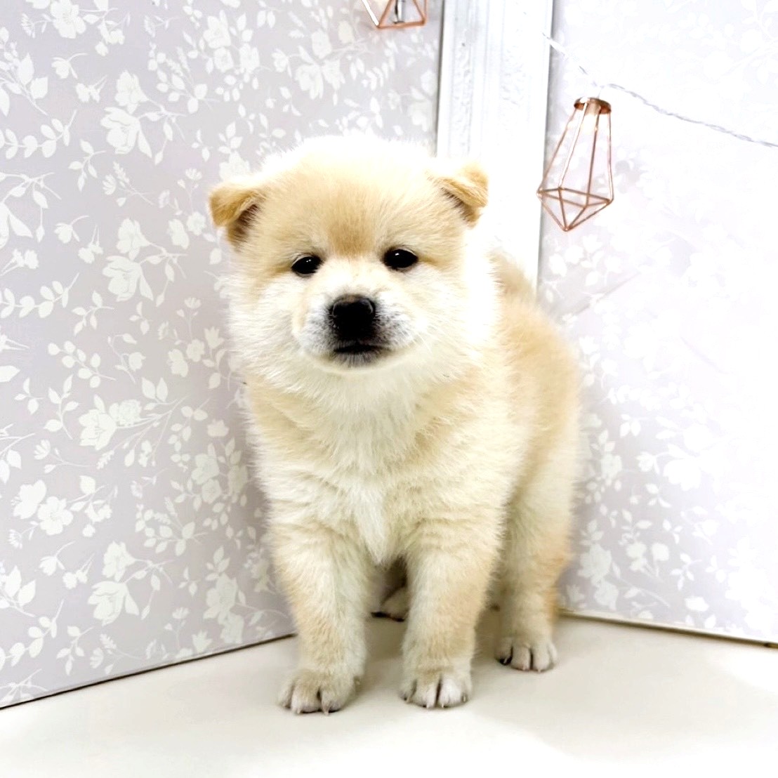 富山県のポメ柴/豆ポメ/ポメ豆柴(ポメラニアン×柴犬) (犬の家＆猫の里アミーゴ高岡蓮花寺店/2025年8月16日生まれ/男の子/クリーム)の子犬の3枚目の画像