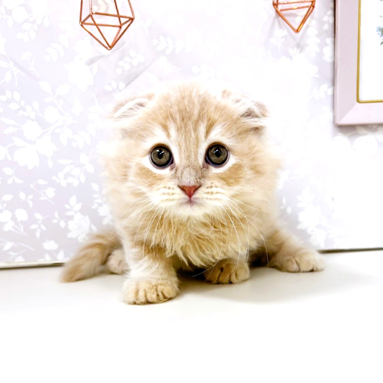 富山県のスコティッシュフォールド (犬の家＆猫の里アミーゴ高岡蓮花寺店/2025年8月14日生まれ/男の子/クリーム)の子猫の3枚目の画像