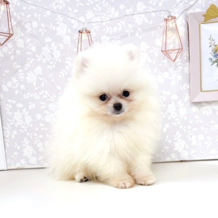 富山県のポメラニアン (犬の家＆猫の里アミーゴ高岡蓮花寺店/2025年8月14日生まれ/男の子/クリーム)の子犬の3枚目の画像