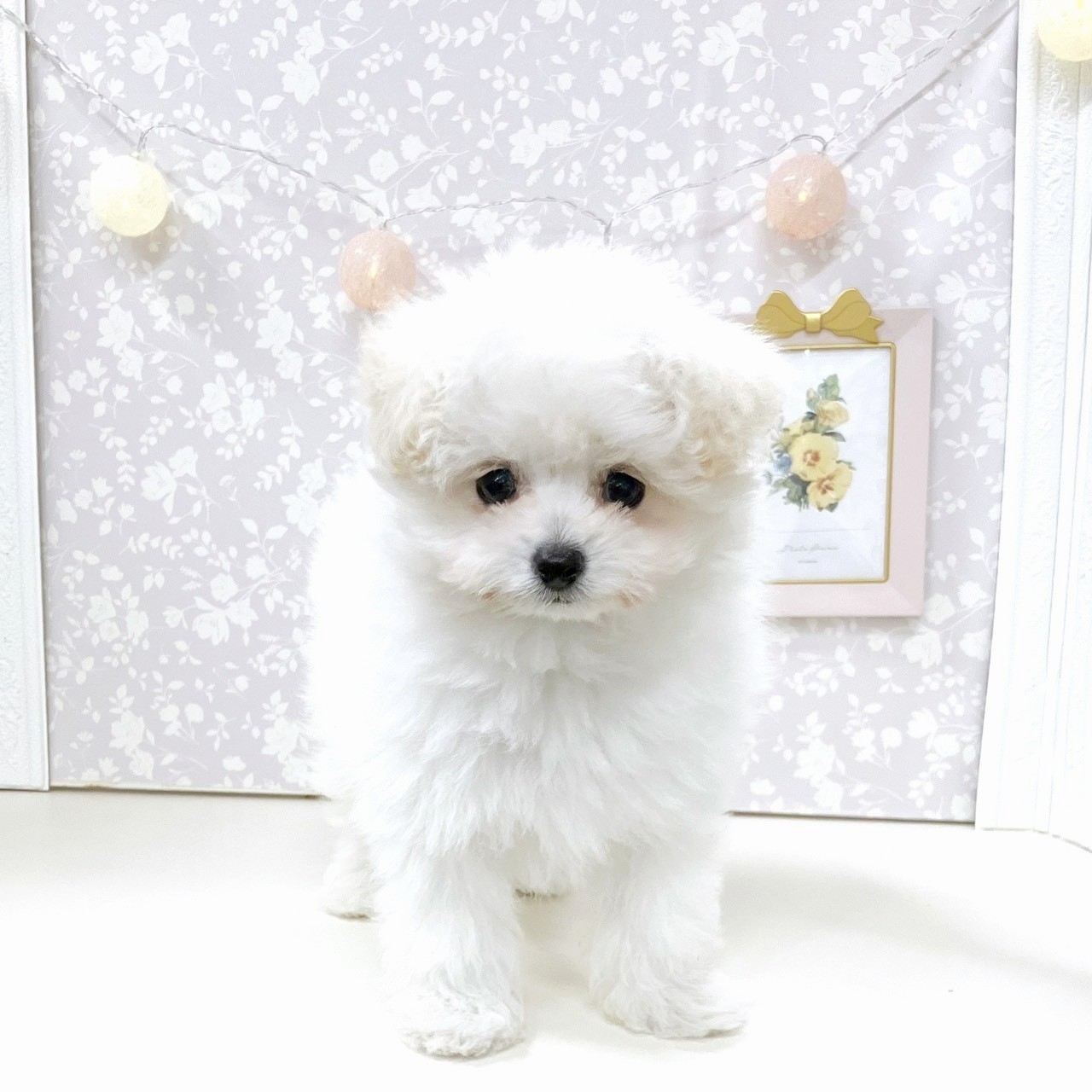 富山県のポメプー(ポメラニアン×プードル) (犬の家＆猫の里アミーゴ高岡蓮花寺店/2025年10月7日生まれ/男の子/クリーム)の子犬の3枚目の画像