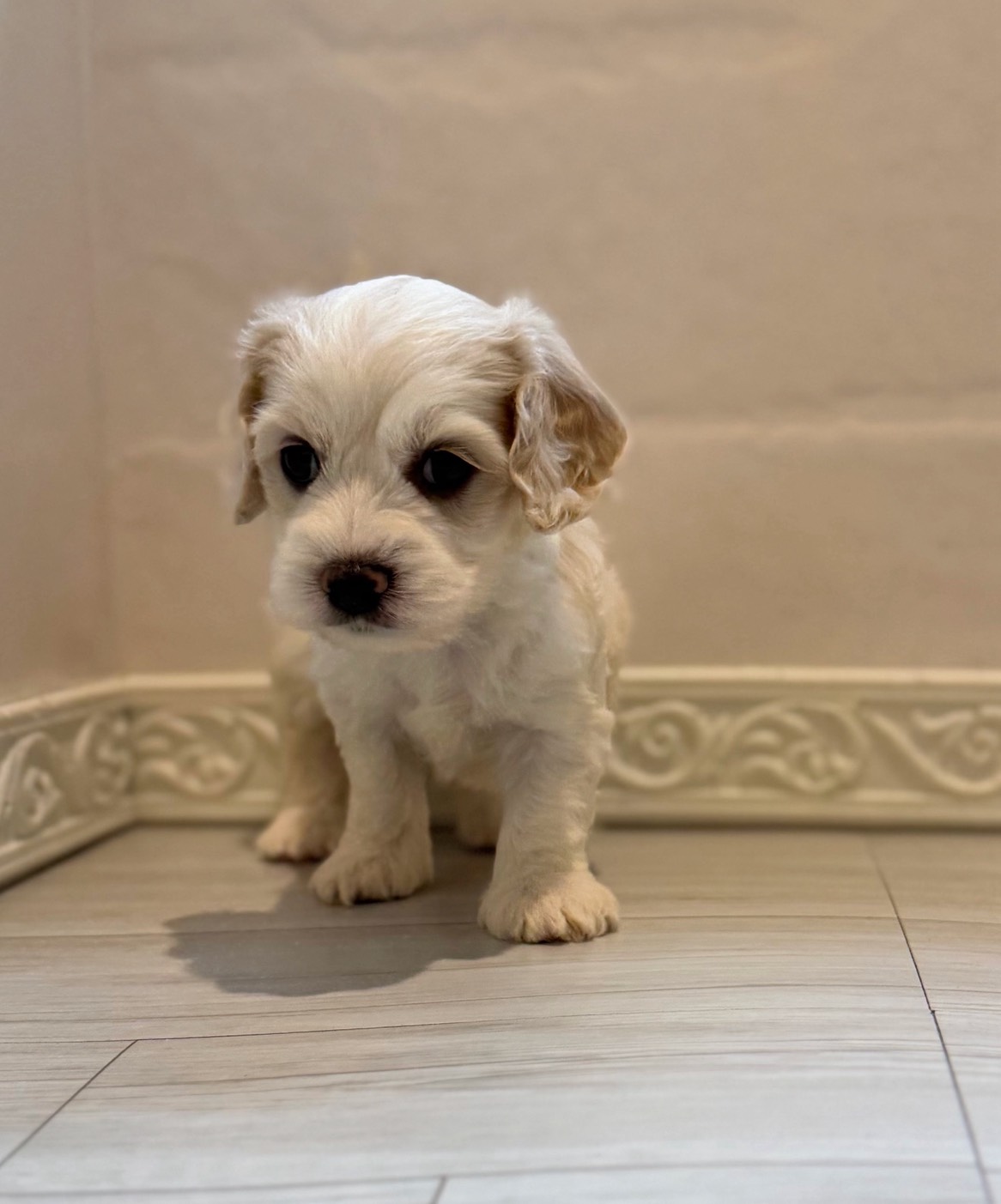 愛知県のハーフ犬・ミックス犬 (犬の家＆猫の里春日井本店/2026年3月28日生まれ/男の子/ホワイトクリーム)の子犬の3枚目の画像
