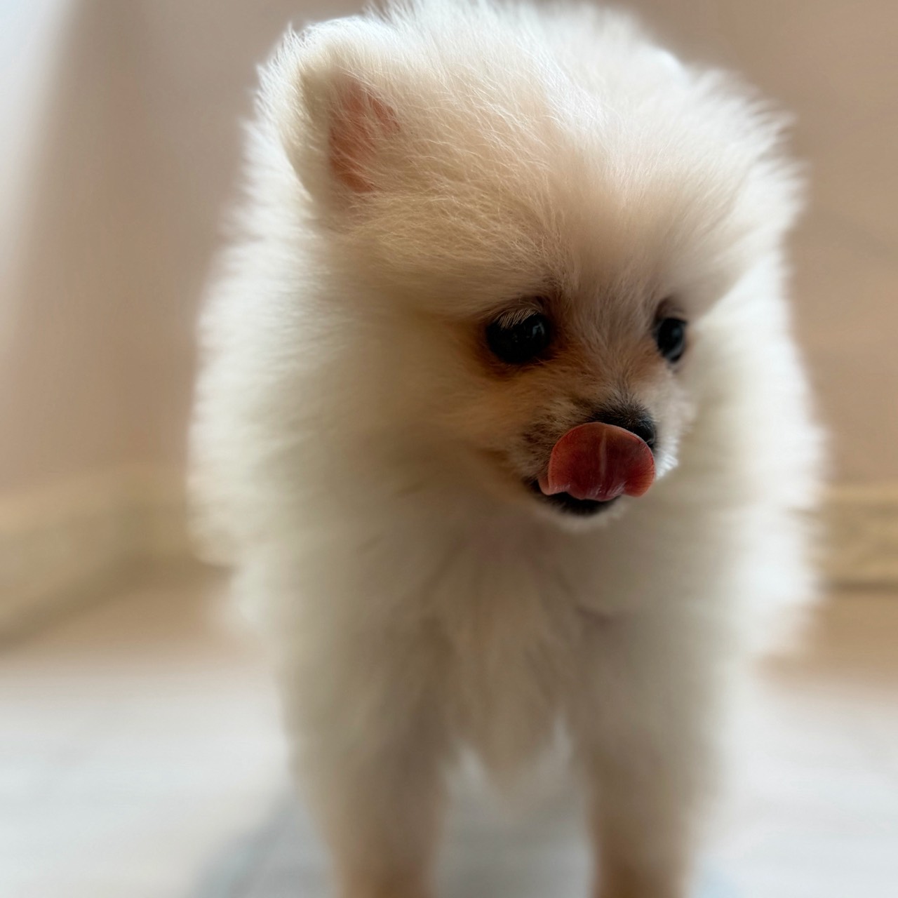 愛知県のポメラニアン (犬の家＆猫の里春日井本店/2026年4月6日生まれ/男の子/クリーム)の子犬の3枚目の画像