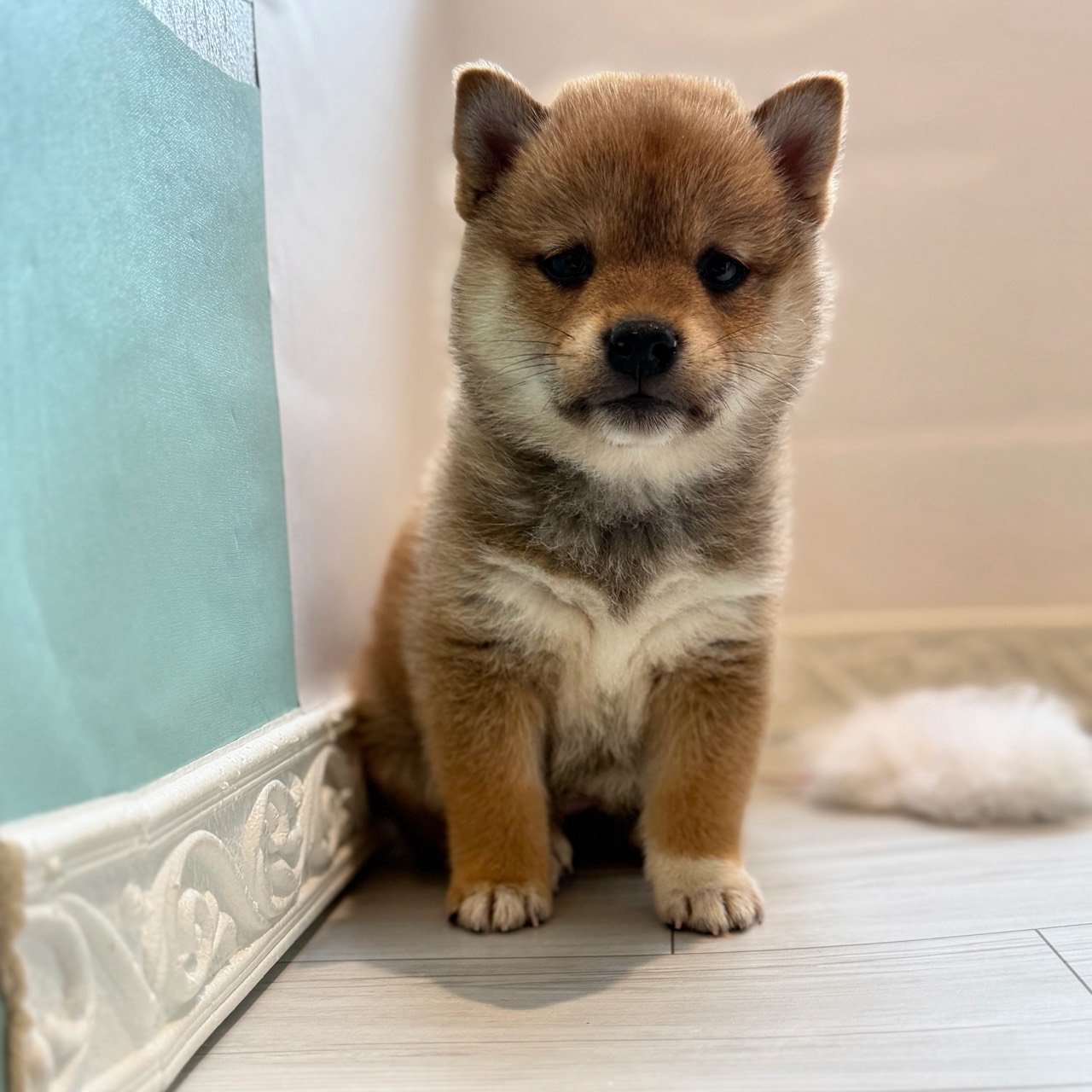 愛知県の柴犬(標準サイズ) (犬の家＆猫の里春日井本店/2026年4月6日生まれ/女の子/赤)の子犬の3枚目の画像