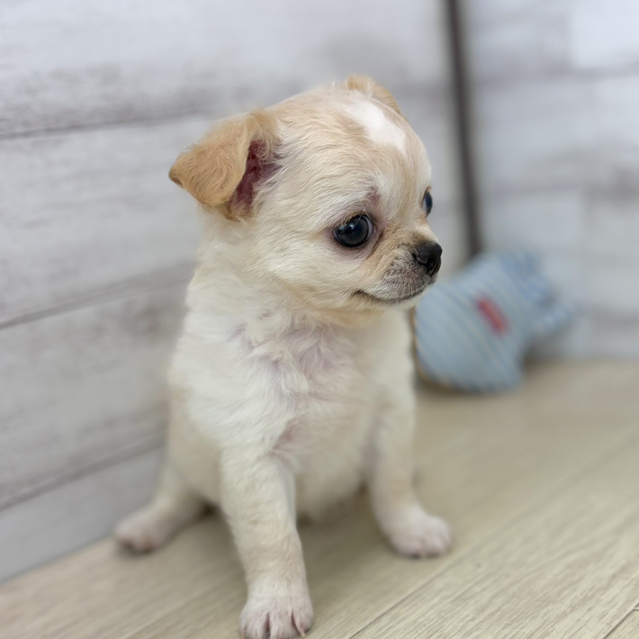 愛知県のチワワ(ロング) (犬の家＆猫の里春日井本店/2026年4月28日生まれ/女の子/クリームホワイト)の子犬の3枚目の画像