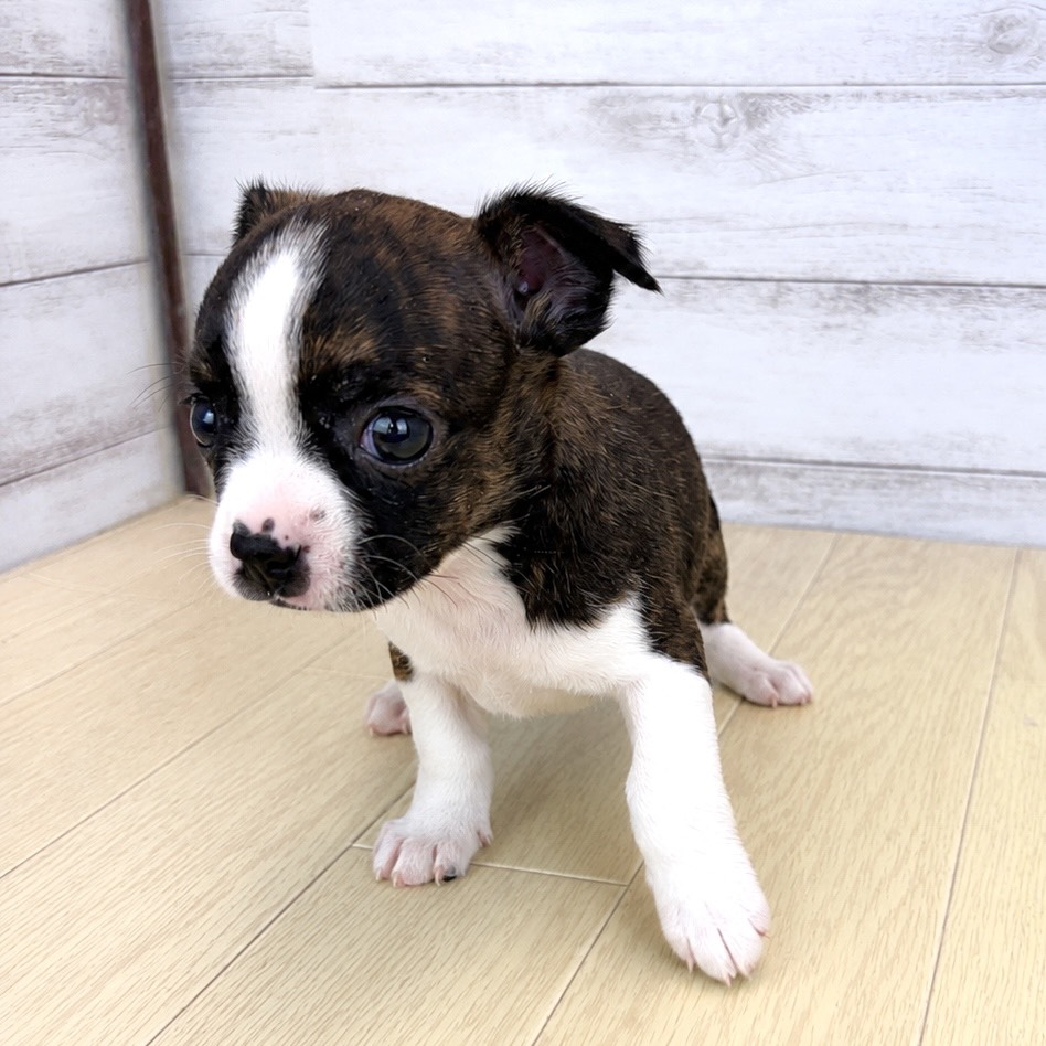 愛知県のハーフ犬・ミックス犬 (犬の家＆猫の里春日井本店/2026年4月28日生まれ/女の子/ブリンドルホワイト)の子犬の3枚目の画像