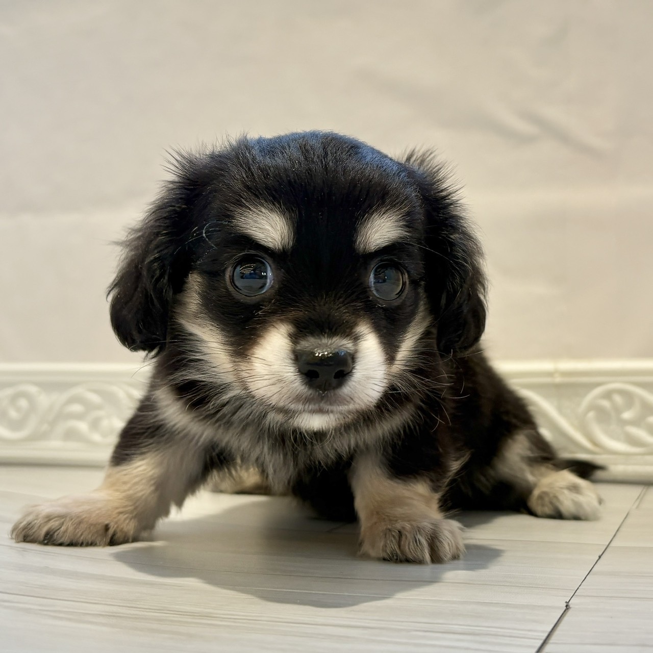 愛知県のチワックス(チワワ×ダックス) (犬の家＆猫の里春日井本店/2025年12月8日生まれ/男の子/ブラックタンホワイト)の子犬の3枚目の画像