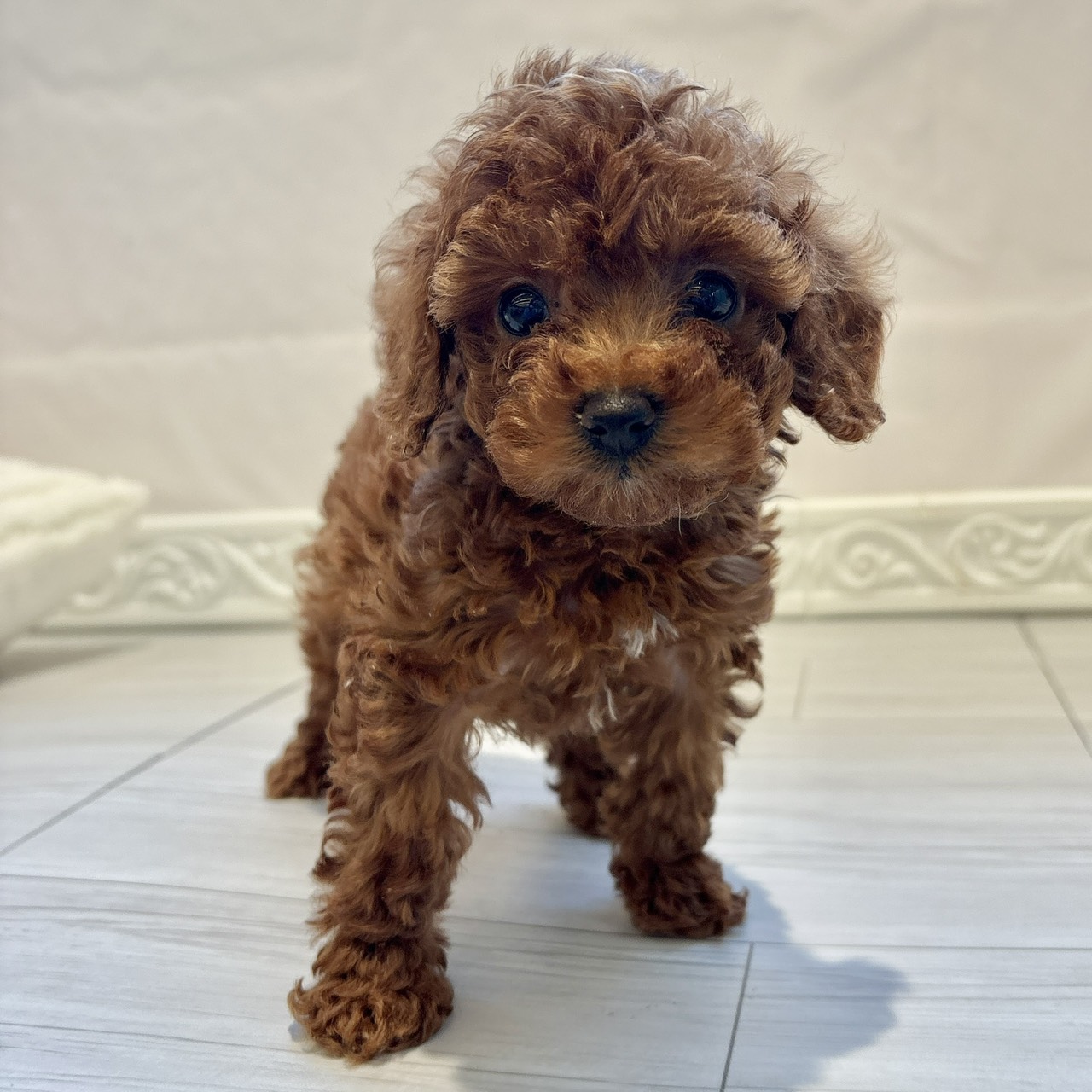 愛知県のトイプードル(トイ) (犬の家＆猫の里春日井本店/2025年12月8日生まれ/女の子/レッド)の子犬の3枚目の画像