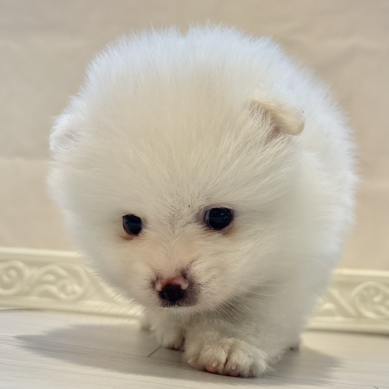 愛知県のポメラニアン (犬の家＆猫の里春日井本店/2025年12月9日生まれ/男の子/クリーム)の子犬の3枚目の画像