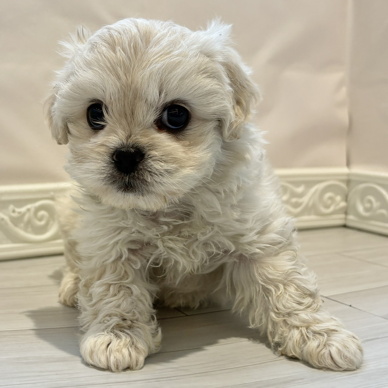 愛知県のハーフ犬・ミックス犬 (犬の家＆猫の里春日井本店/2025年12月8日生まれ/女の子/ホワイト)の子犬の3枚目の画像