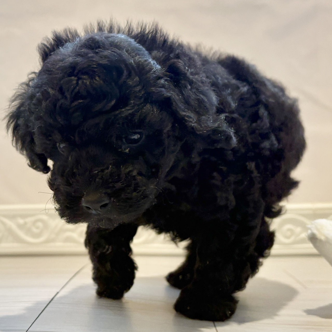 三重県のトイプードル(トイ) (犬の家＆猫の里三重桑名店/2025年12月7日生まれ/男の子/ブラック)の子犬の3枚目の画像