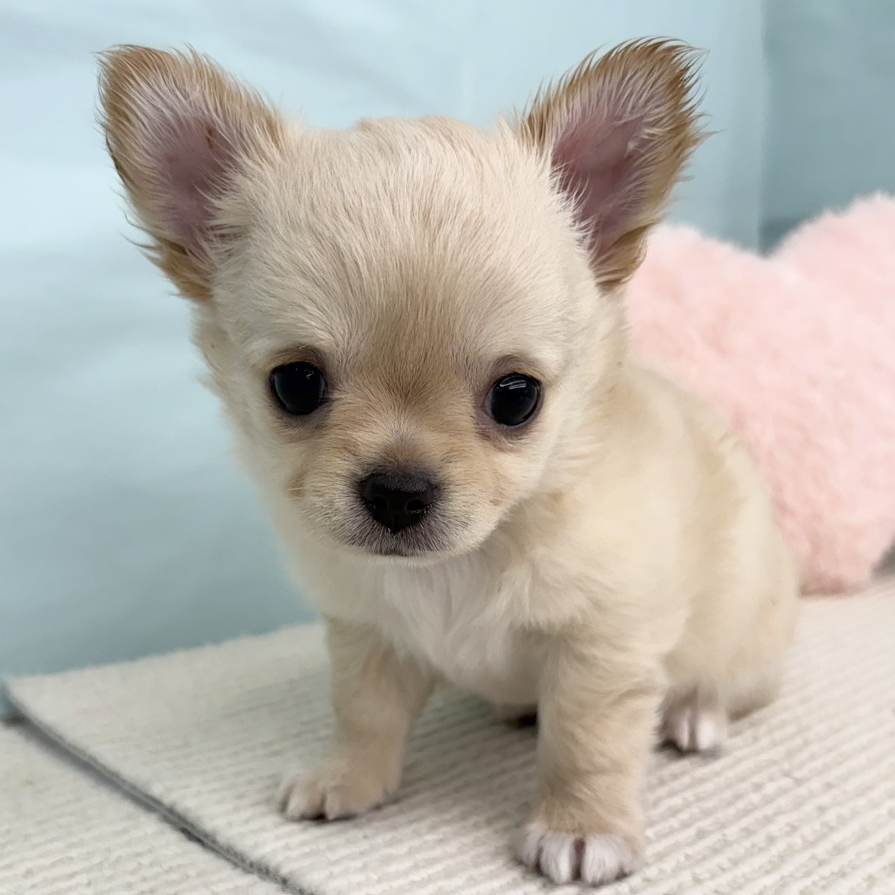 愛知県のチワワ(ロング) (犬の家＆猫の里春日井本店/2025年5月15日生まれ/男の子/クリーム)の子犬の1枚目の画像