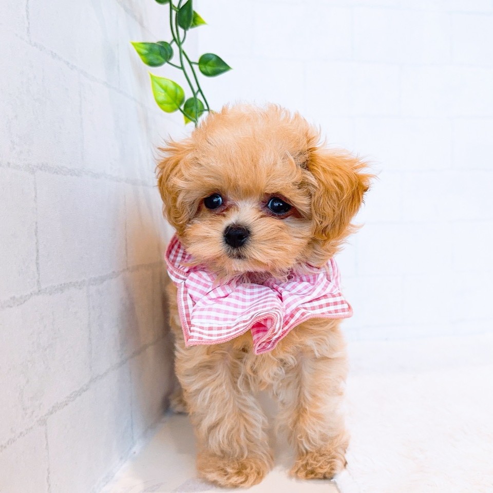 石川県のマルプー(マルチーズ×プードル) (犬の家＆猫の里金沢店/2026年1月2日生まれ/女の子/アプリコット)の子犬の3枚目の画像