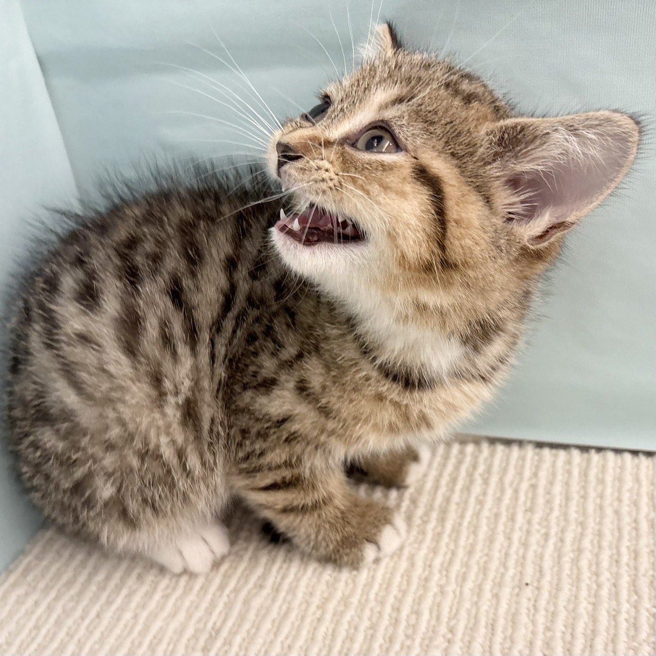 愛知県のマンチカン (犬の家＆猫の里春日井本店/2025年5月23日生まれ/女の子/ブラウンタビーホワイト)の子猫の3枚目の画像