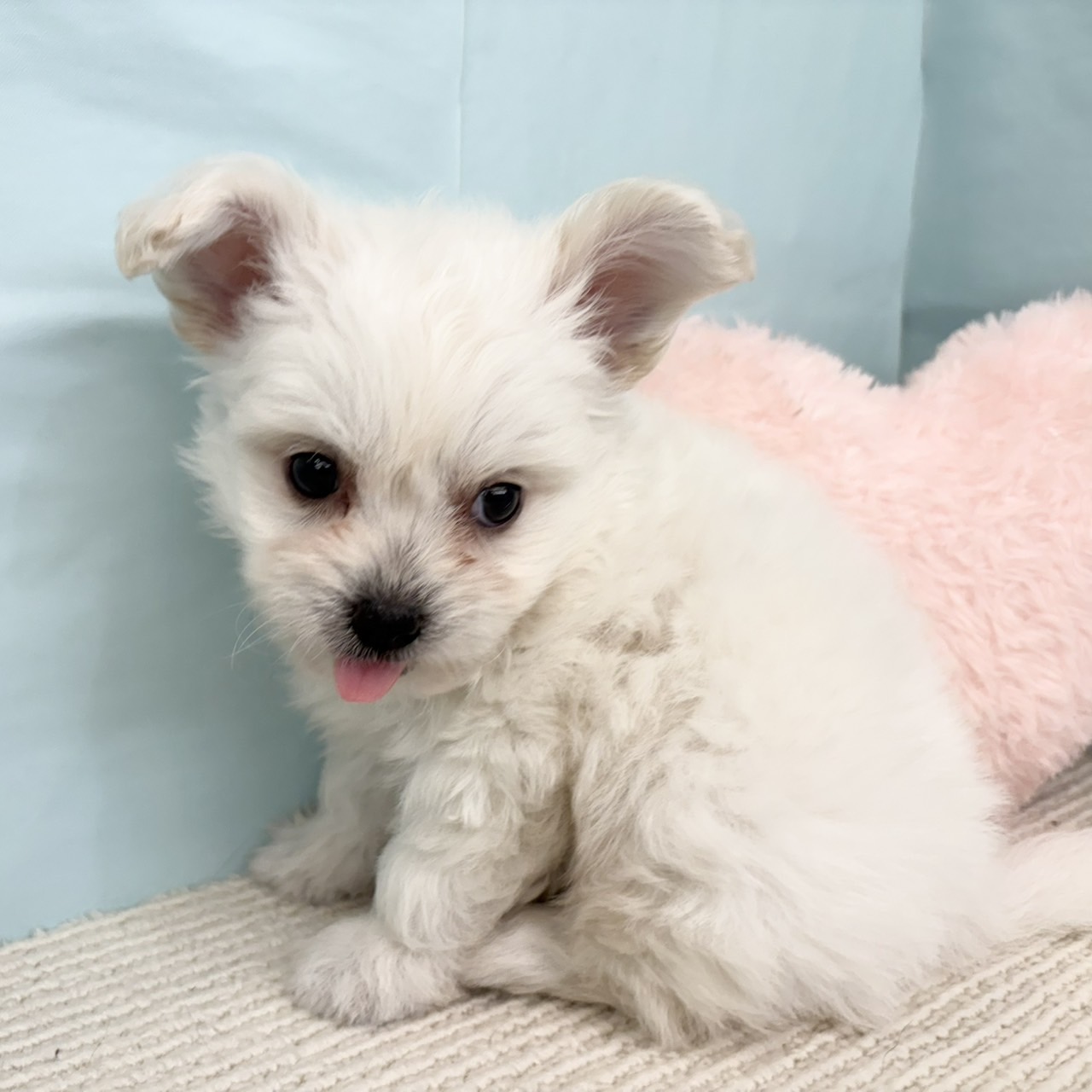 愛知県のハーフ犬・ミックス犬 (犬の家＆猫の里春日井本店/2025年5月27日生まれ/男の子/ホワイト)の子犬の3枚目の画像