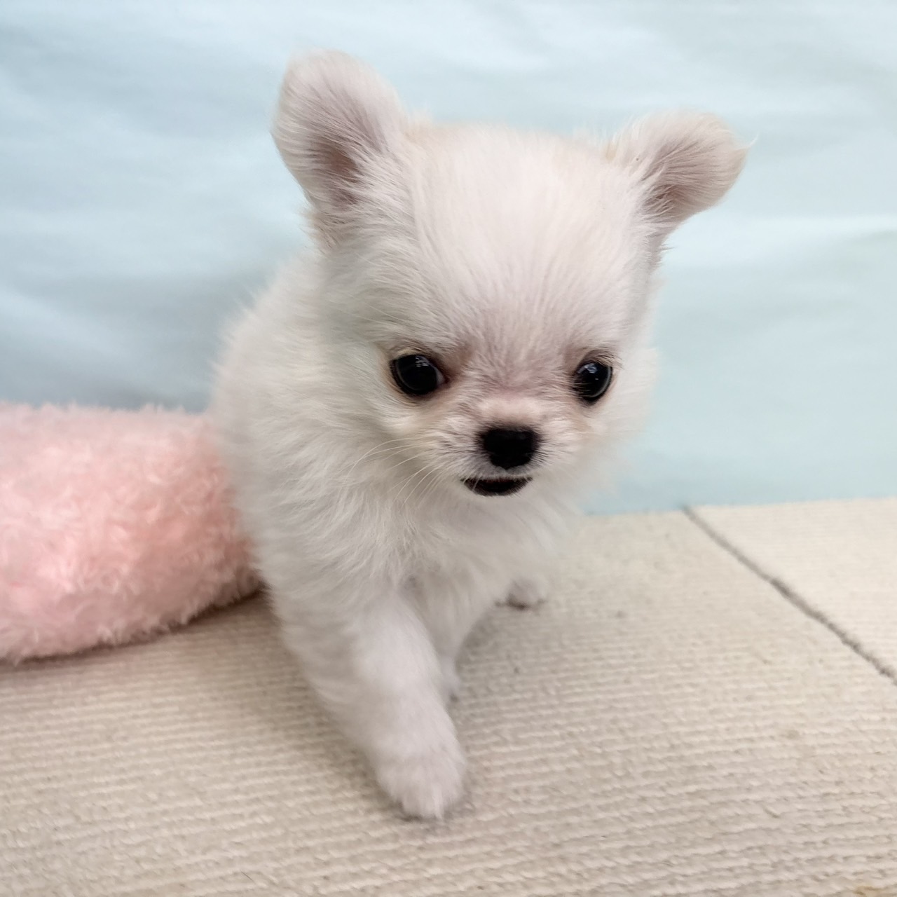 愛知県のチワワ(ロング) (犬の家＆猫の里春日井本店/2025年5月10日生まれ/男の子/ホワイトクリーム)の子犬の3枚目の画像