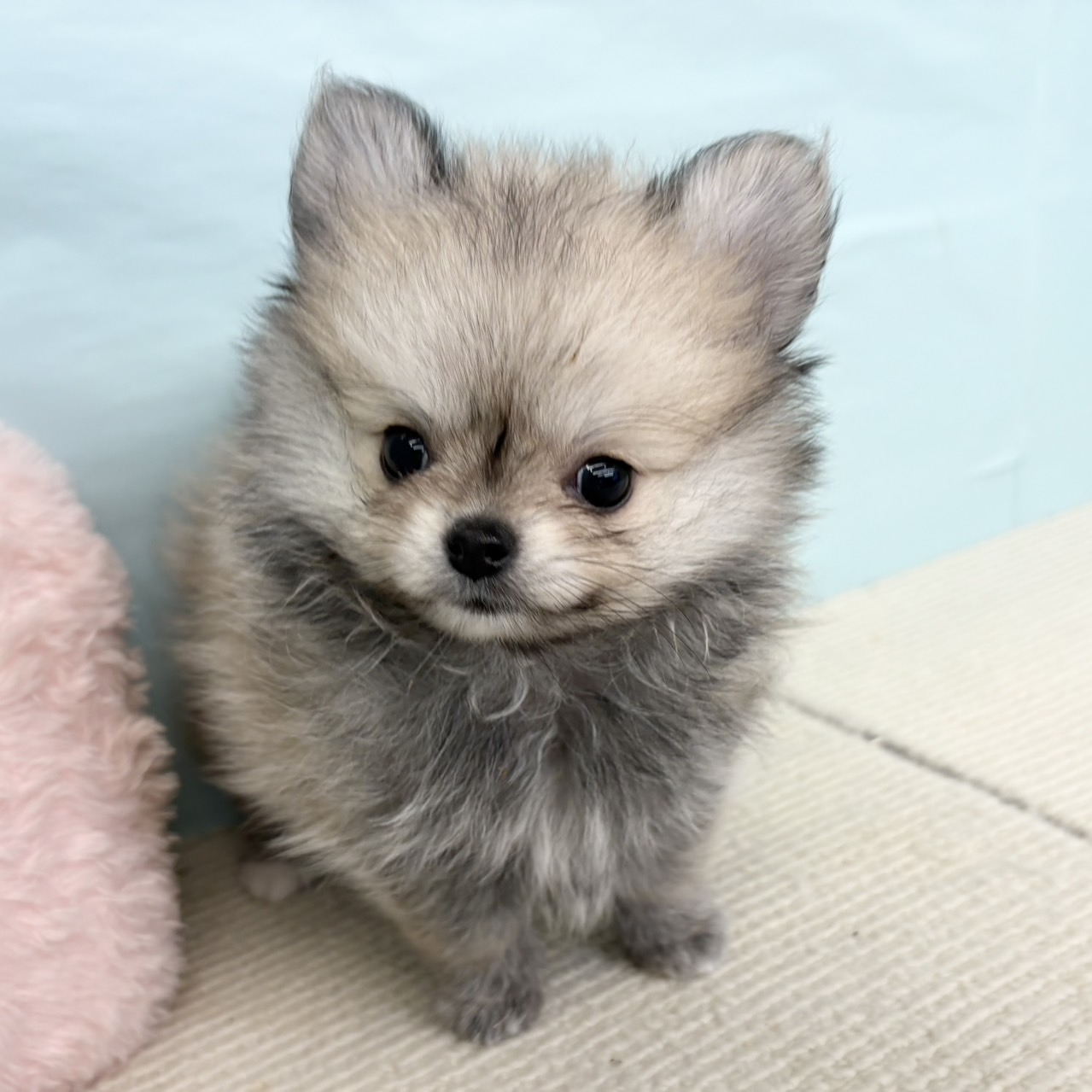 愛知県のポメチワ/チワポメ/ポメチー(ポメラニアン×チワワ) (犬の家＆猫の里春日井本店/2025年6月14日生まれ/女の子/クリームセーブル)の子犬の1枚目の画像