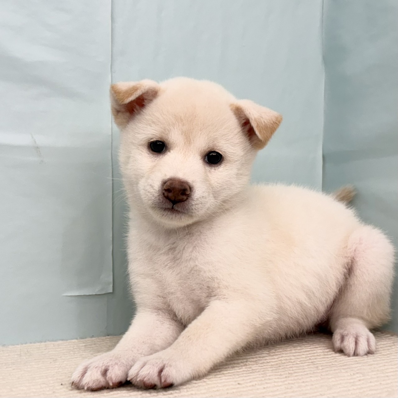 愛知県の柴犬(標準サイズ) (犬の家＆猫の里春日井本店/2025年7月1日生まれ/女の子/白)の子犬の3枚目の画像