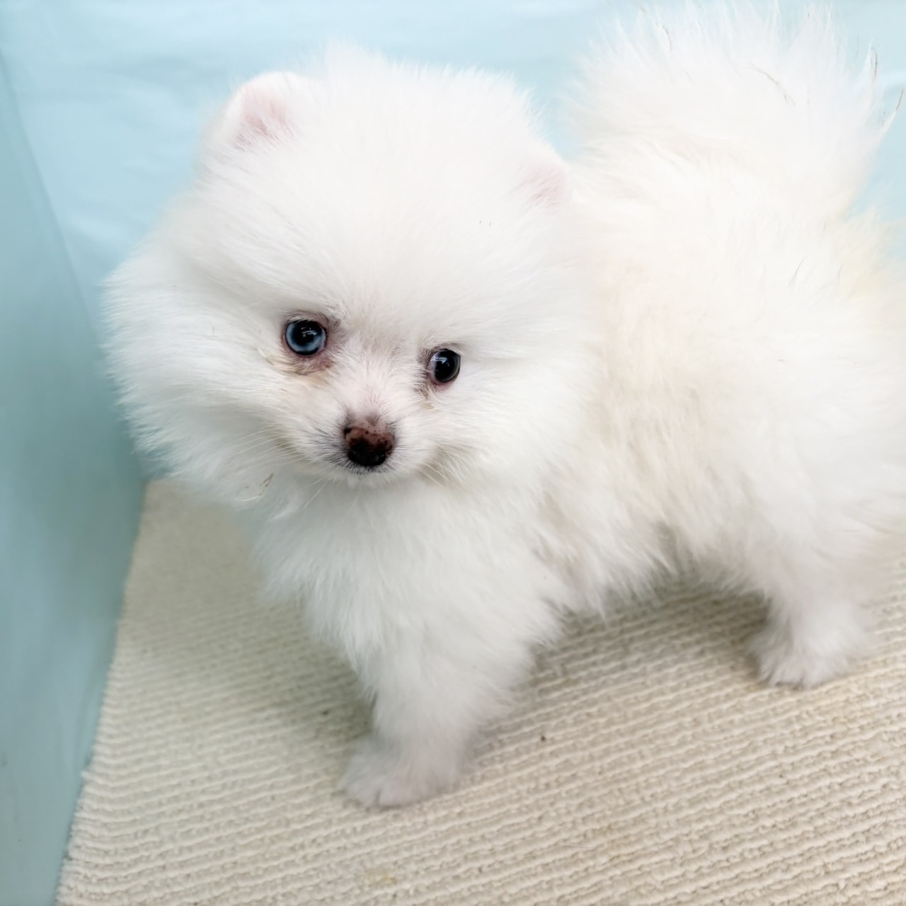 ポメラニアン(ホワイト)の子犬を価格や特徴で探す|ペット