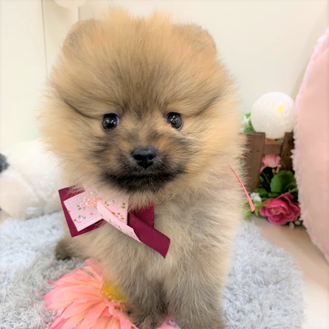 ポメラニアンのたぬき顔の選び方とは きつね顔との違いや特徴について紹介 ペットショップ 犬の家 猫の里 子犬だけでなく子猫の情報もたくさん