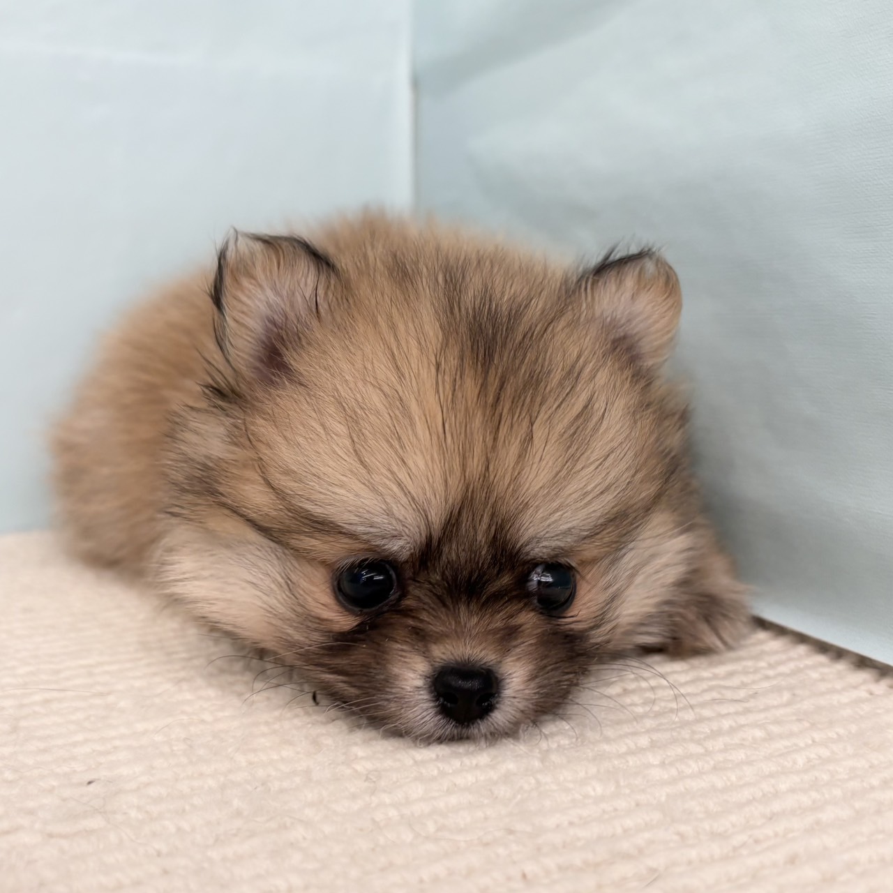 愛知県のポメチワ/チワポメ/ポメチー(ポメラニアン×チワワ) (犬の家＆猫の里春日井本店/2025年7月20日生まれ/女の子/レッド)の子犬の3枚目の画像