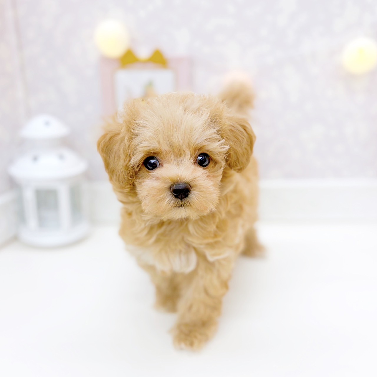 富山県のマルプー(マルチーズ×プードル) (犬の家＆猫の里富山店/2025年12月7日生まれ/男の子/アプリコット)の子犬の3枚目の画像