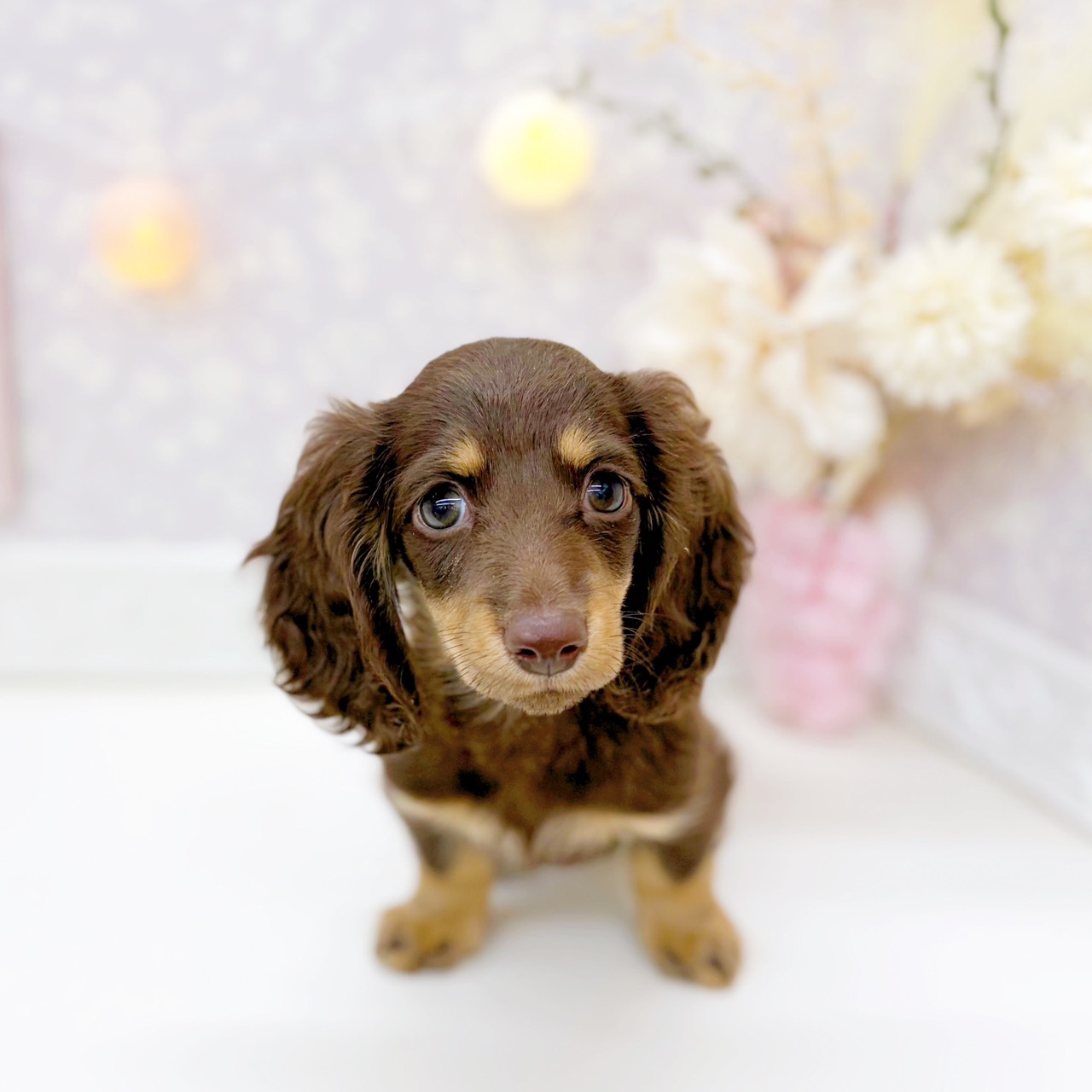 富山県のミニチュアダックスフンド(ロング) (犬の家＆猫の里富山店/2025年12月7日生まれ/女の子/チョコレートタン)の子犬の3枚目の画像