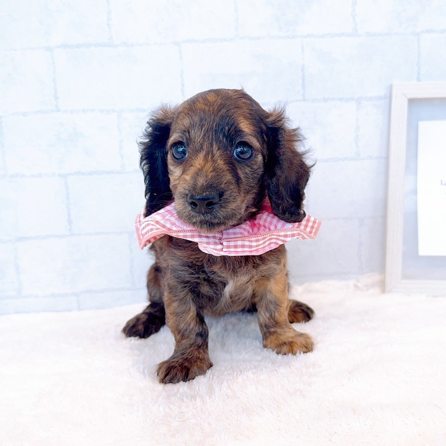 石川県のカニンヘンダックスフンド(ロング) (犬の家＆猫の里金沢店/2026年1月31日生まれ/女の子/ブリンドル)の子犬の3枚目の画像