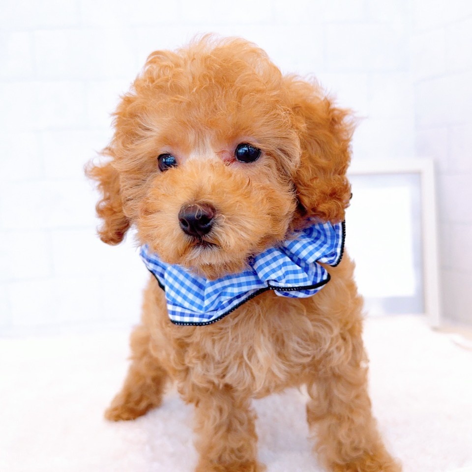 石川県のトイプードル(トイ) (犬の家＆猫の里金沢店/2026年1月29日生まれ/男の子/オレンジフォーン)の子犬の3枚目の画像