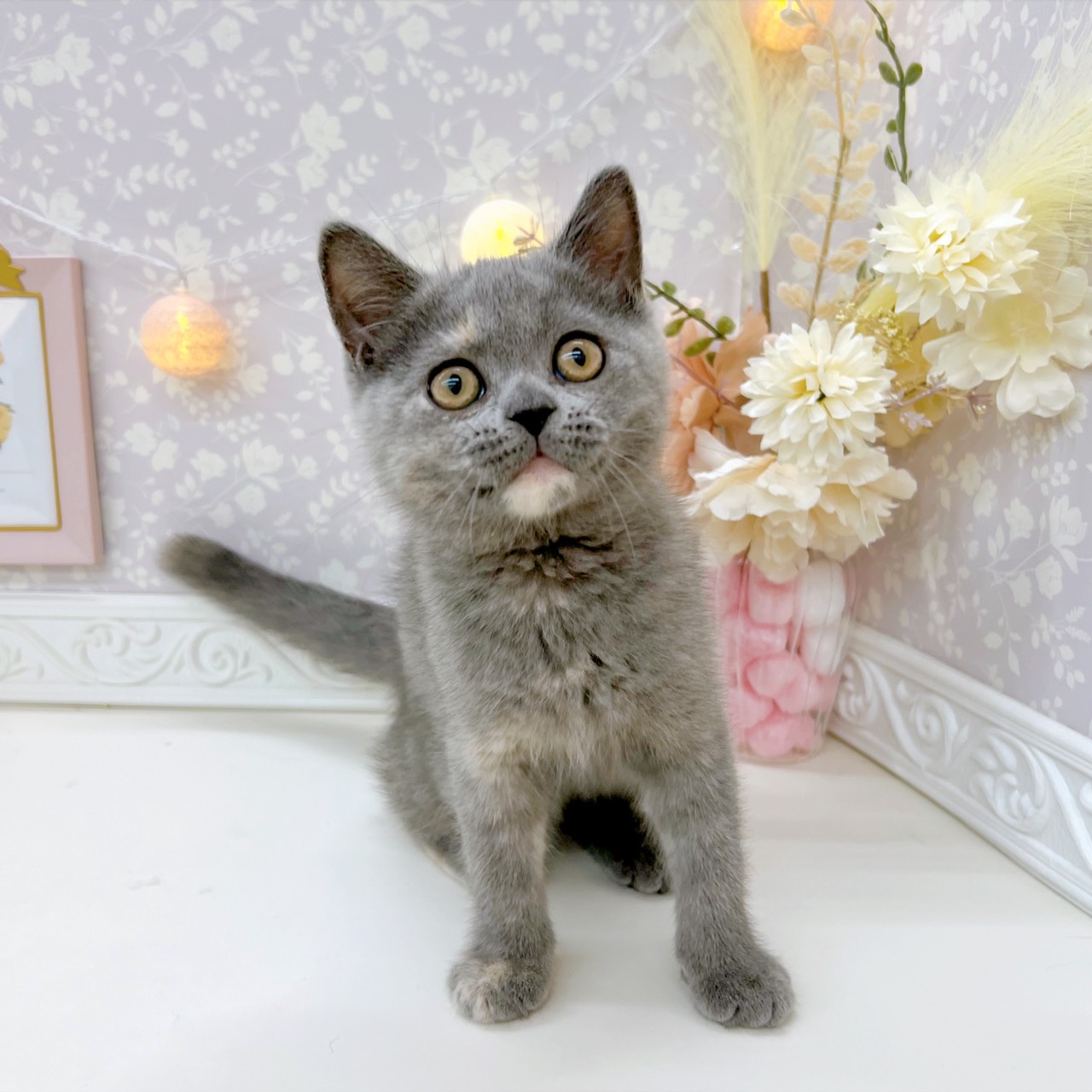 富山県のミヌエット (犬の家＆猫の里富山店/2025年9月17日生まれ/女の子/ブルークリーム)の子猫の3枚目の画像