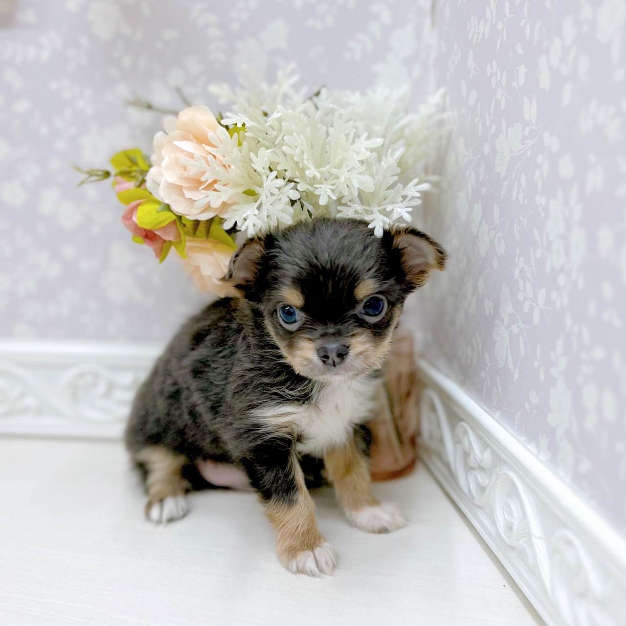 富山県のチワワ(ロング) (犬の家＆猫の里アミーゴ山室店/2025年9月18日生まれ/男の子/ブルータンホワイト)の子犬の3枚目の画像