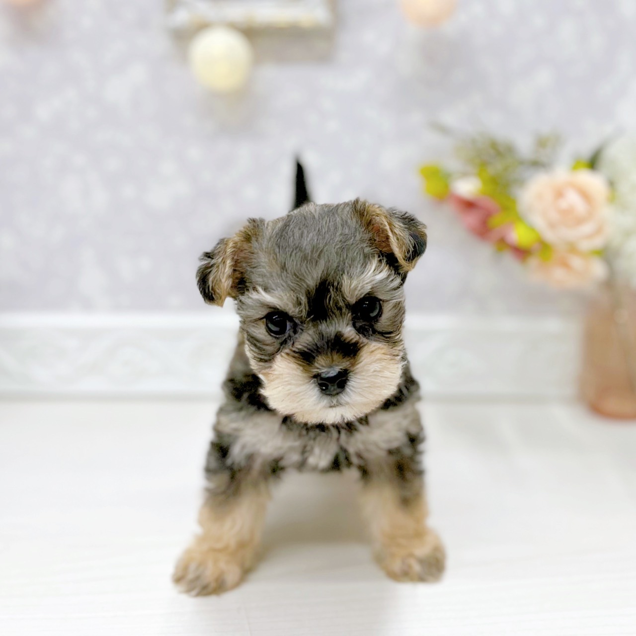 富山県のハーフ犬・ミックス犬 (犬の家＆猫の里アミーゴ山室店/2025年9月30日生まれ/男の子/スチールブルータン)の子犬の3枚目の画像