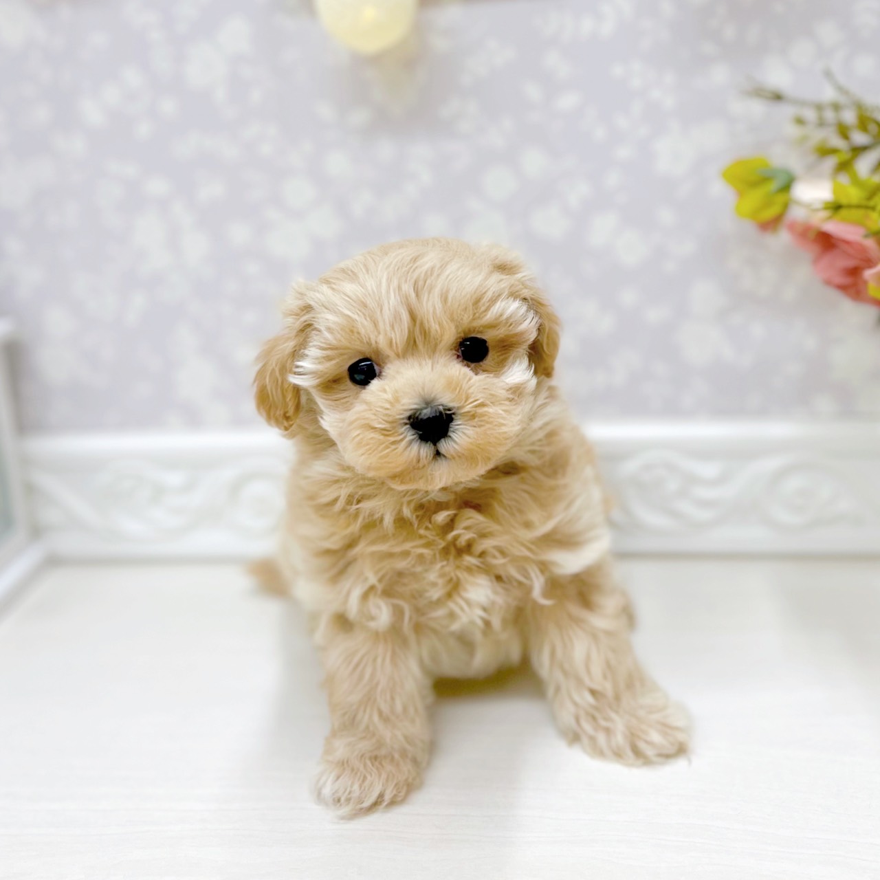 富山県のマルプー(マルチーズ×プードル) (犬の家＆猫の里アミーゴ山室店/2025年9月25日生まれ/女の子/クリーム)の子犬の3枚目の画像