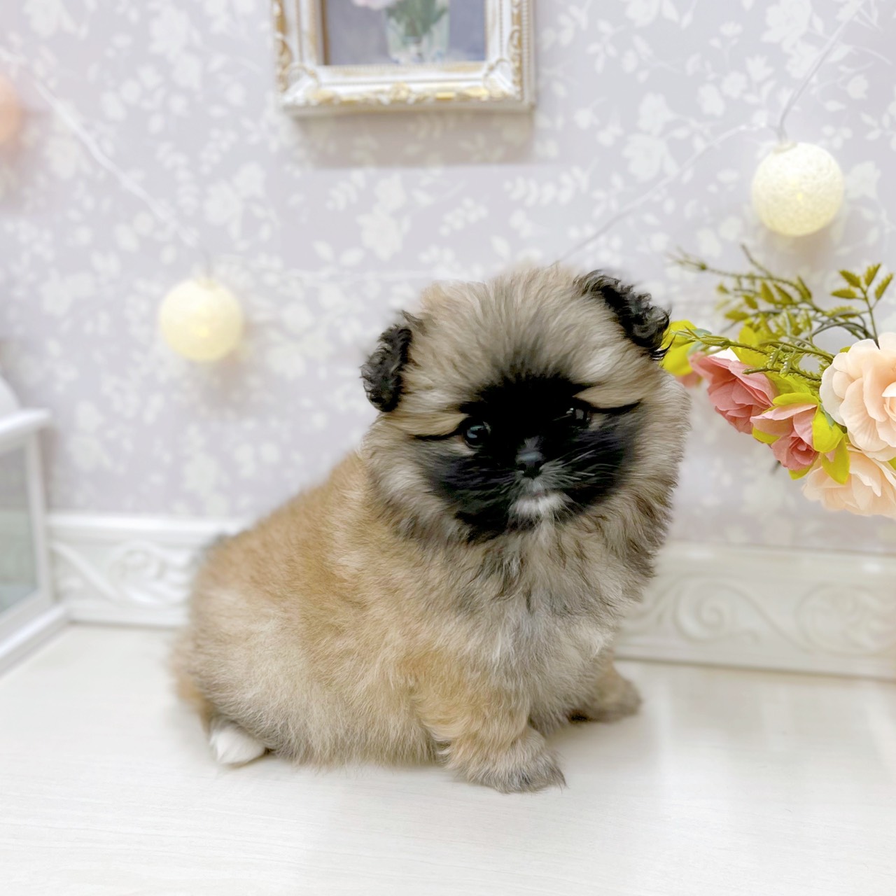 富山県のペキポメ/ポメペキ(ペキニーズ×ポメラニアン) (犬の家＆猫の里アミーゴ山室店/2025年9月29日生まれ/女の子/フォーン)の子犬の3枚目の画像