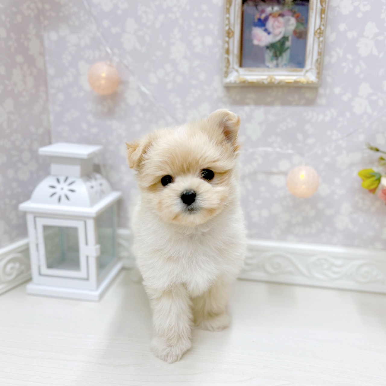 富山県のポメマル/マルポメ(ポメラニアン×マルチーズ) (犬の家＆猫の里アミーゴ山室店/2025年9月29日生まれ/女の子/クリーム)の子犬の3枚目の画像