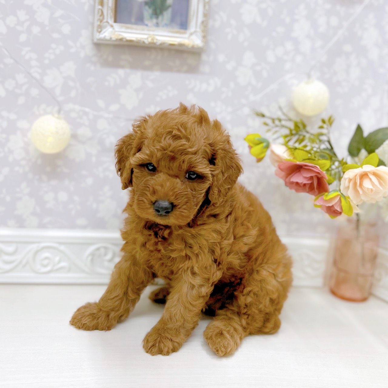 富山県のトイプードル(トイ) (犬の家＆猫の里アミーゴ山室店/2025年9月30日生まれ/女の子/レッド)の子犬の3枚目の画像