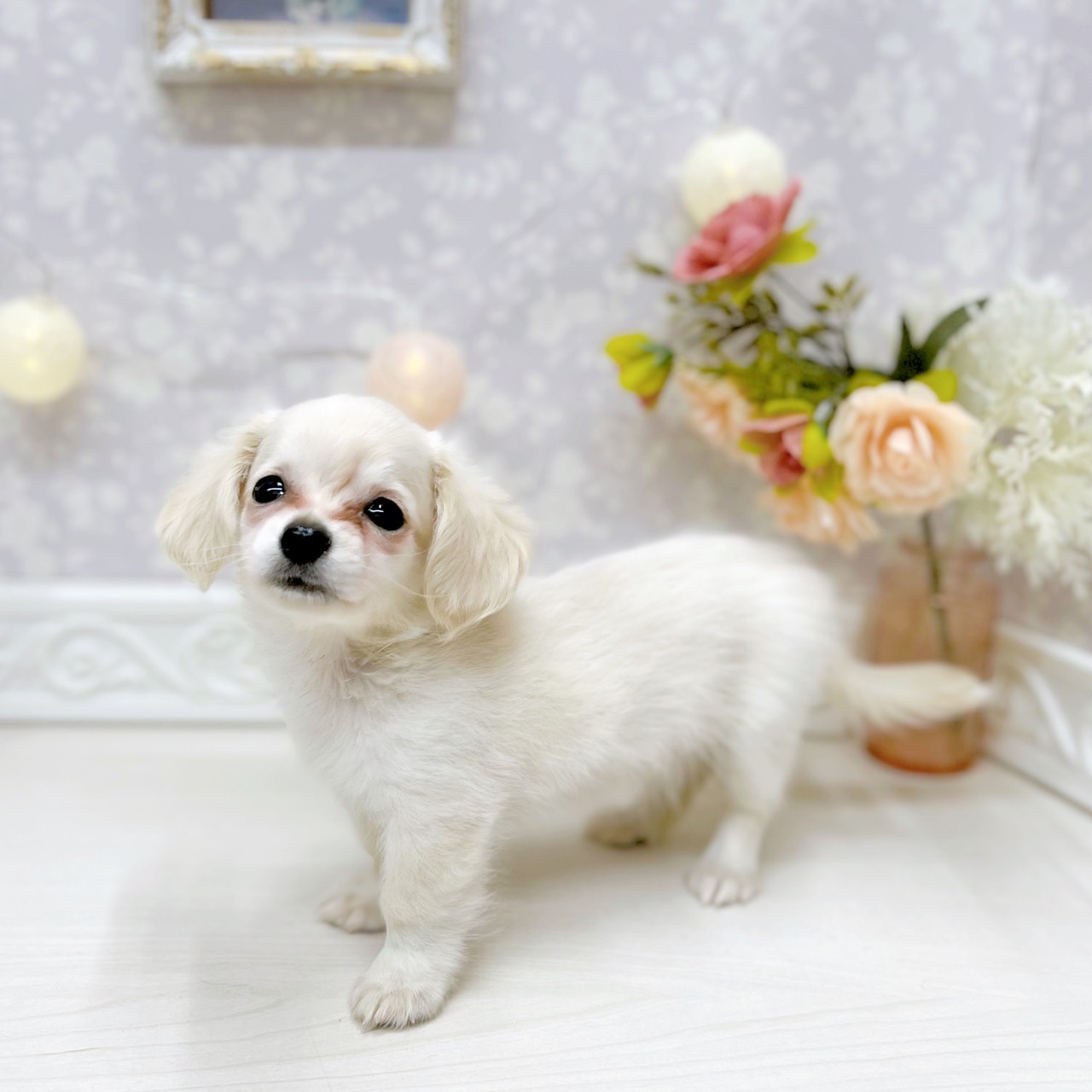 富山県のチワックス(チワワ×ダックス) (犬の家＆猫の里アミーゴ山室店/2025年9月28日生まれ/男の子/クリーム)の子犬の3枚目の画像