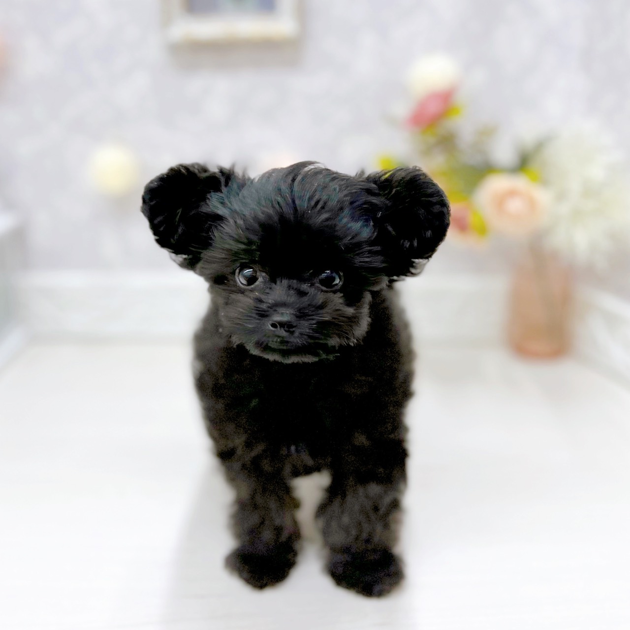 富山県のチワプー/プーチー(チワワ×プードル) (犬の家＆猫の里アミーゴ山室店/2025年9月23日生まれ/女の子/ブラック)の子犬の3枚目の画像