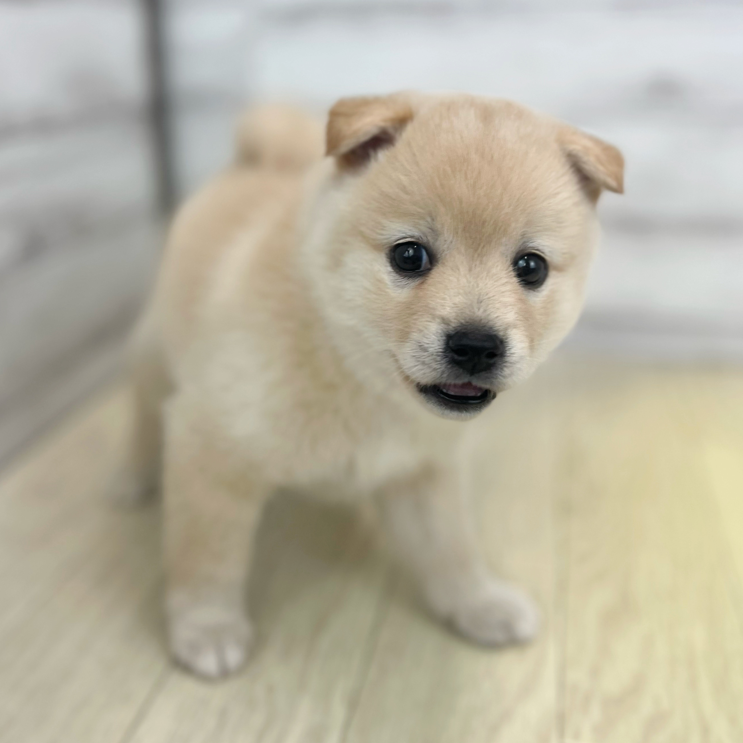 愛知県のポメ柴/豆ポメ/ポメ豆柴(ポメラニアン×柴犬) (犬の家＆猫の里春日井本店/2026年5月5日生まれ/女の子/白)の子犬の3枚目の画像