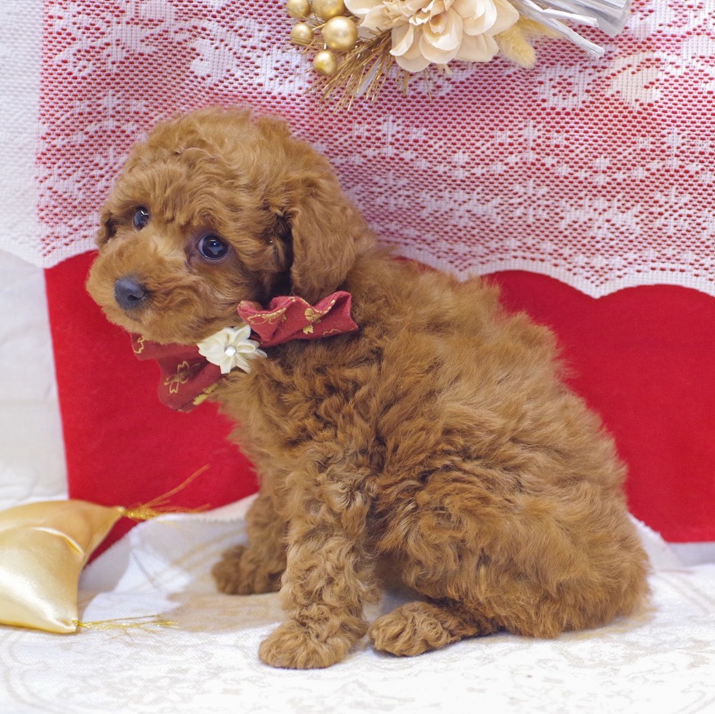 静岡県のトイプードル(トイ) (犬の家＆猫の里富士店/2025年11月24日生まれ/女の子/レッド)の子犬の3枚目の画像