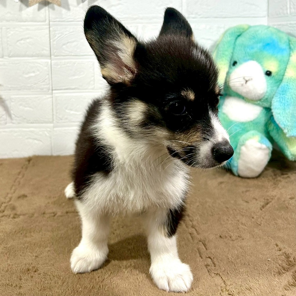 兵庫県のウェルシュコーギーペンブローク (犬の家＆猫の里ニッケパークタウン加古川店/2025年7月16日生まれ/女の子/ブラックタンホワイト)の子犬の3枚目の画像