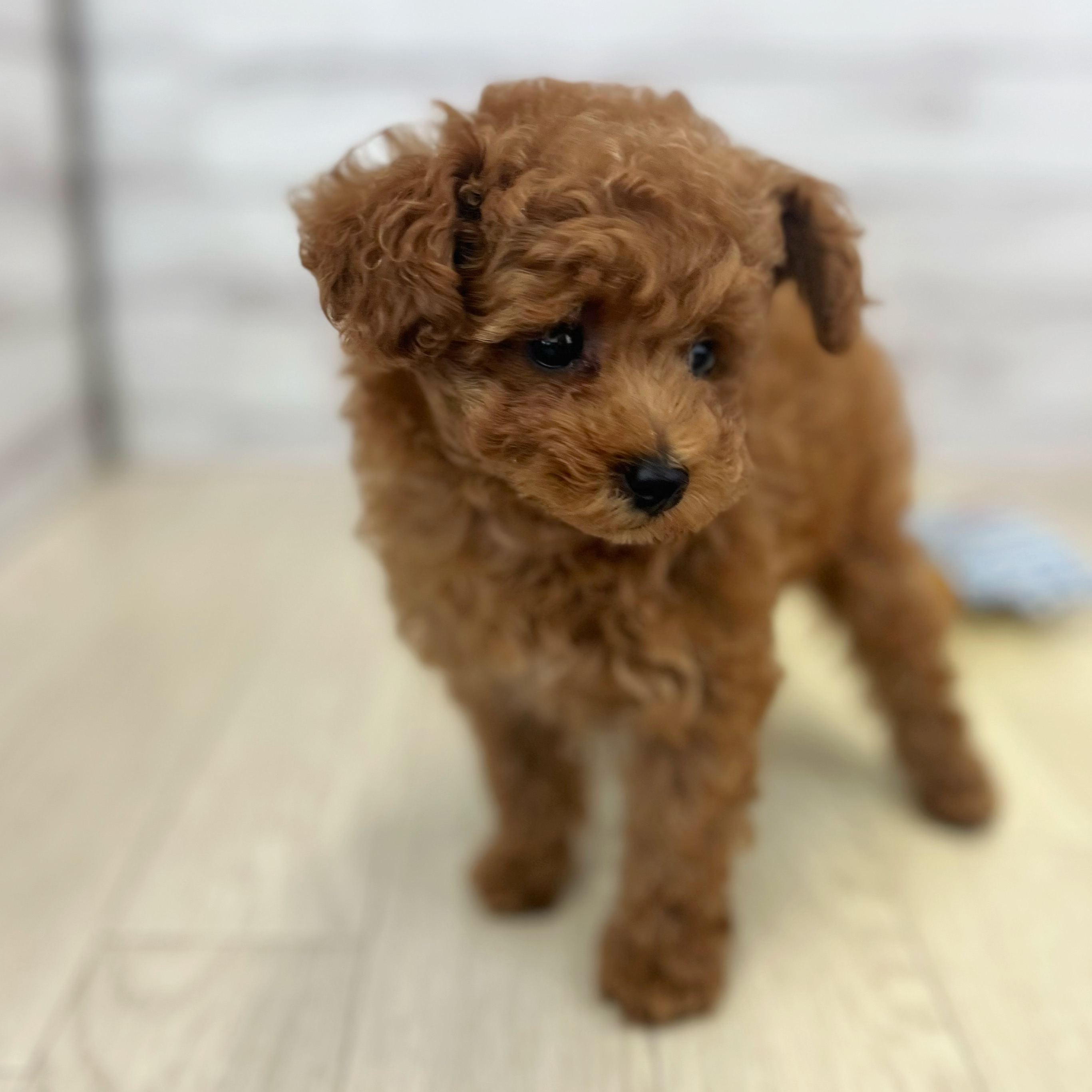 愛知県のトイプードル(トイ) (犬の家＆猫の里春日井本店/2026年5月4日生まれ/女の子/レッド)の子犬の3枚目の画像