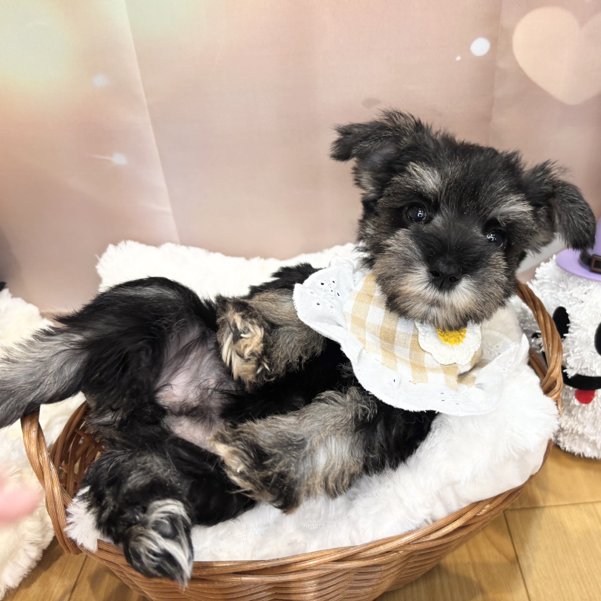 長野県のミニチュアシュナウザー (犬の家＆猫の里カインズ梓川店/2026年8月13日生まれ/女の子/ソルトペッパー)の子犬の3枚目の画像