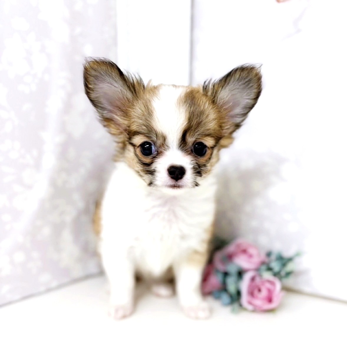 富山県のチワワ(ロング) (犬の家＆猫の里アミーゴ高岡蓮花寺店/2025年6月30日生まれ/女の子/フォーンホワイト)の子犬の1枚目の画像