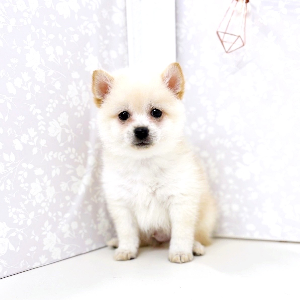 富山県のポメ柴/豆ポメ/ポメ豆柴(ポメラニアン×柴犬) (犬の家&猫の里アミーゴ高岡蓮花寺店/2025年7月7日生まれ/男の子/白)の子犬