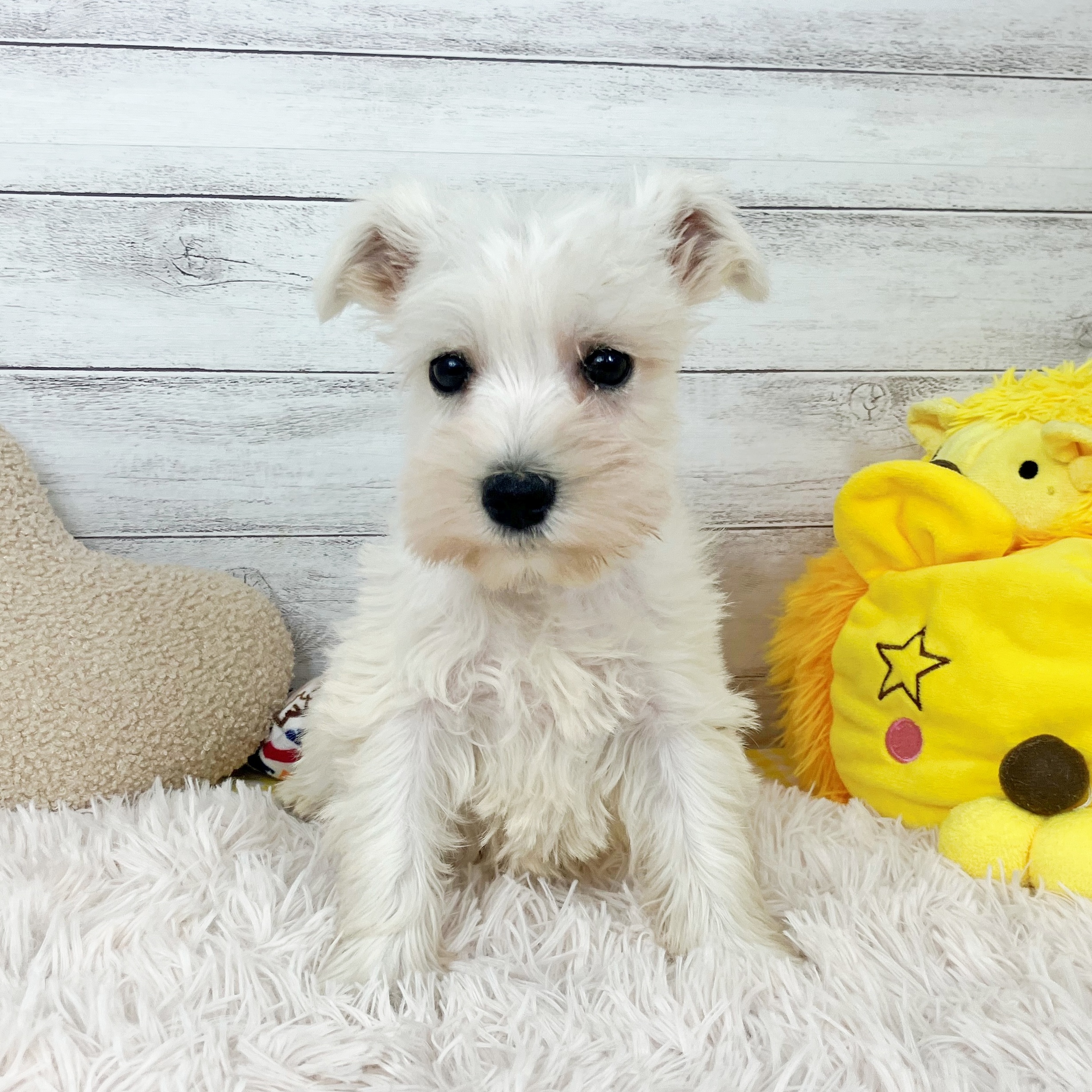 兵庫県のミニチュアシュナウザー (犬の家＆猫の里川西店/2025年12月13日生まれ/女の子/ホワイト)の子犬の3枚目の画像