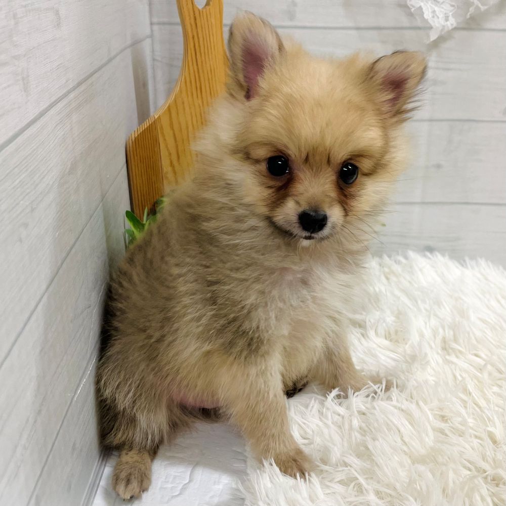 愛知県のポメチワ/チワポメ/ポメチー(ポメラニアン×チワワ) (犬の家＆猫の里豊田店/2025年9月10日生まれ/男の子/オレンジ)の子犬の3枚目の画像