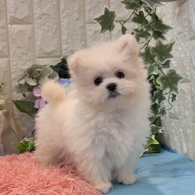 岡山県のポメマル/マルポメ(ポメラニアン×マルチーズ) (犬の家＆猫の里倉敷店/2026年2月8日生まれ/女の子/クリーム)の子犬の1枚目の画像