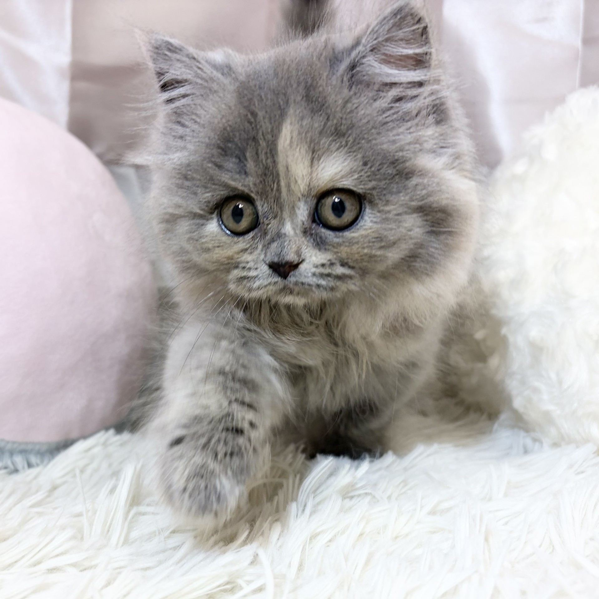 兵庫県のスコティッシュストレート (犬の家＆猫の里カナート西神戸店/2026年8月28日生まれ/女の子/ブルートーティ)の子猫の3枚目の画像