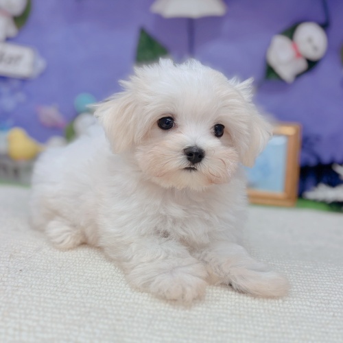 岐阜県のマルチーズ (犬の家＆猫の里岐南店/2025年5月9日生まれ/女の子/ホワイト)の子犬の3枚目の画像