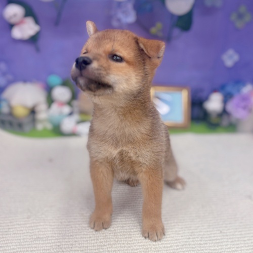 岐阜県の柴犬(標準サイズ) (犬の家＆猫の里岐南店/2025年5月25日生まれ/男の子/赤)の子犬の3枚目の画像